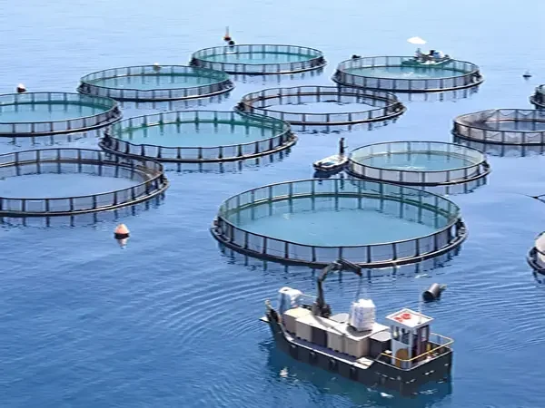 Telescopic crane handling purse seine net at fish farm.